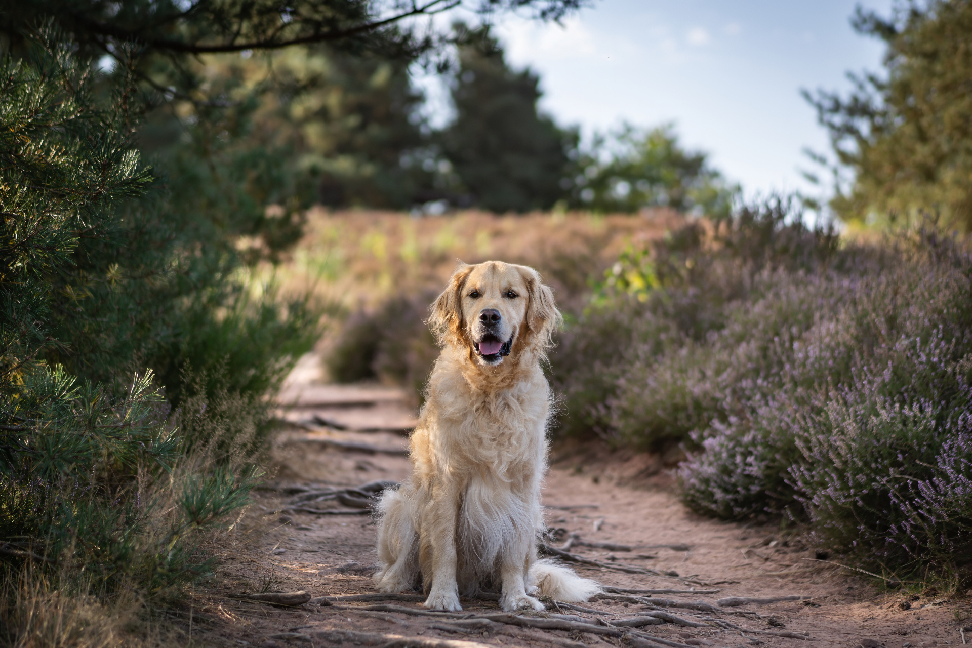 Sanfte Hand bei der Behandlung einer Hundepfote